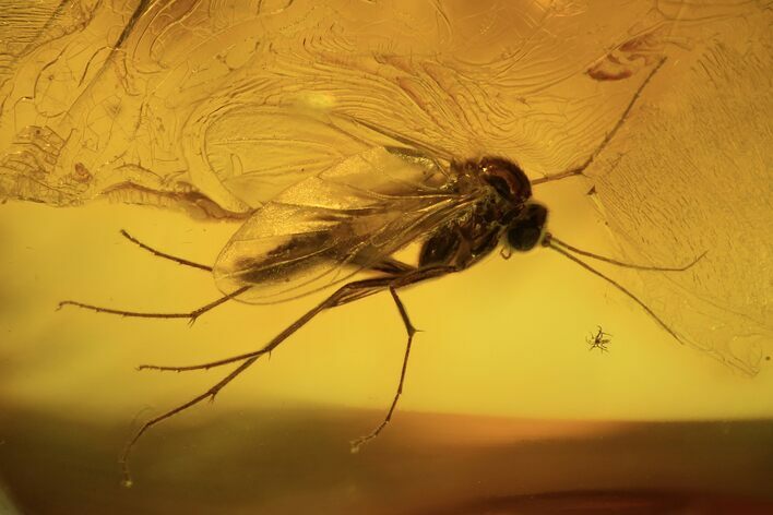 Detailed Fossil Fly (Diptera) In Baltic Amber #105473